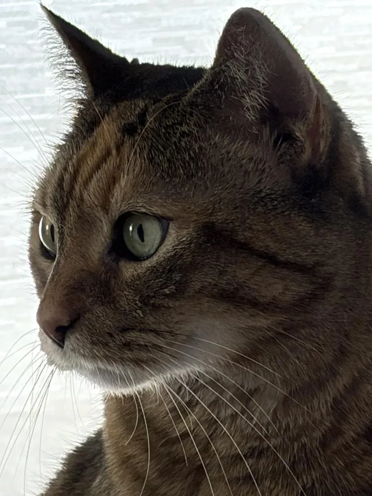 An adult large-sized female Domestic Short Hair cat named W Gabriella for adoption in Southbury, CT