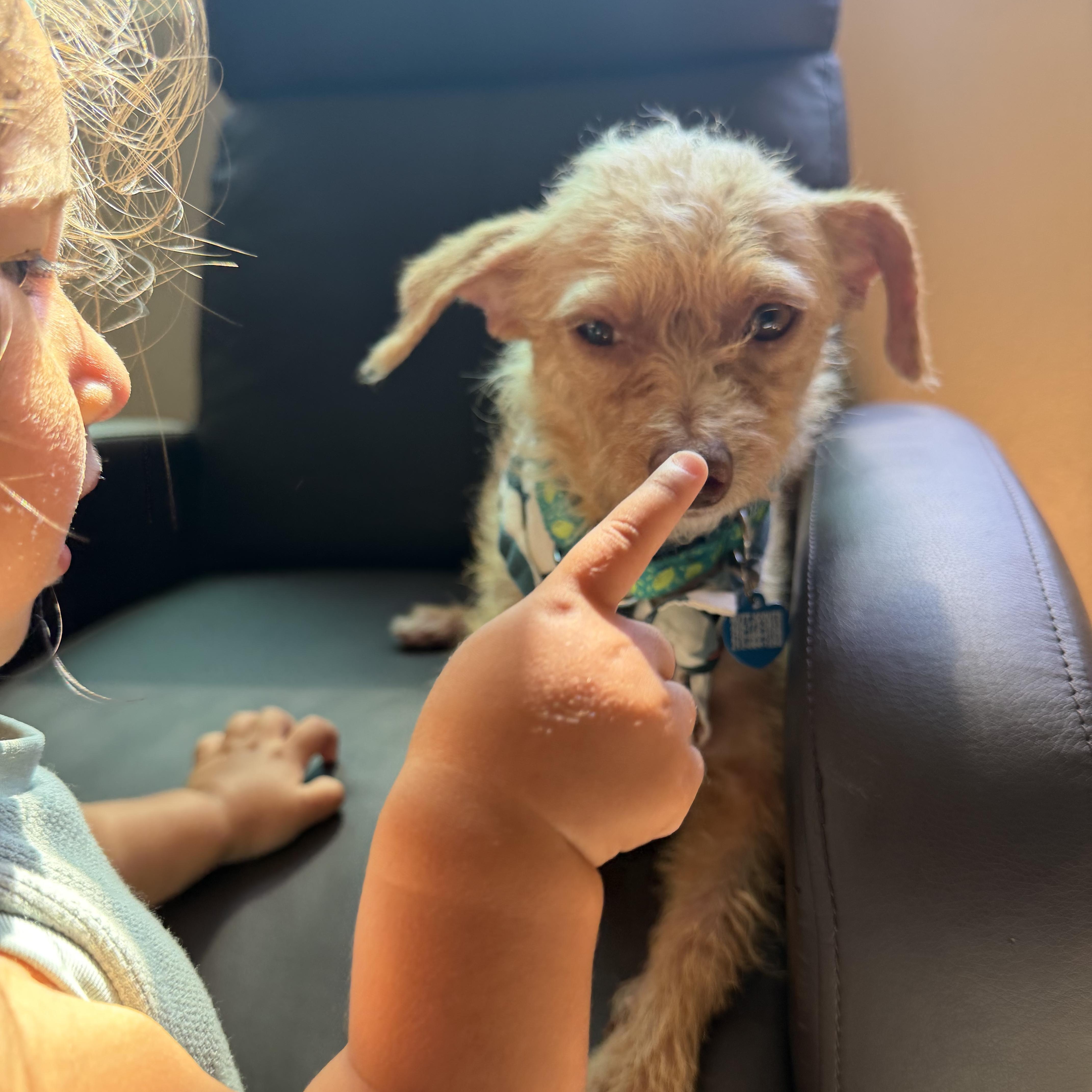 An adult small-sized female Mixed Breed dog named Franchesca for adoption in Los Angeles, CA