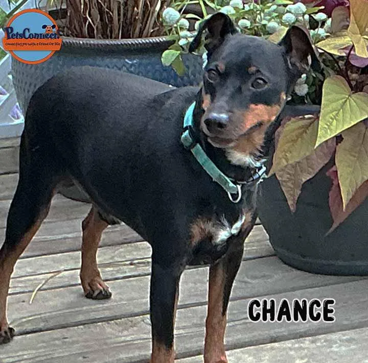 Chance thumbnail 6