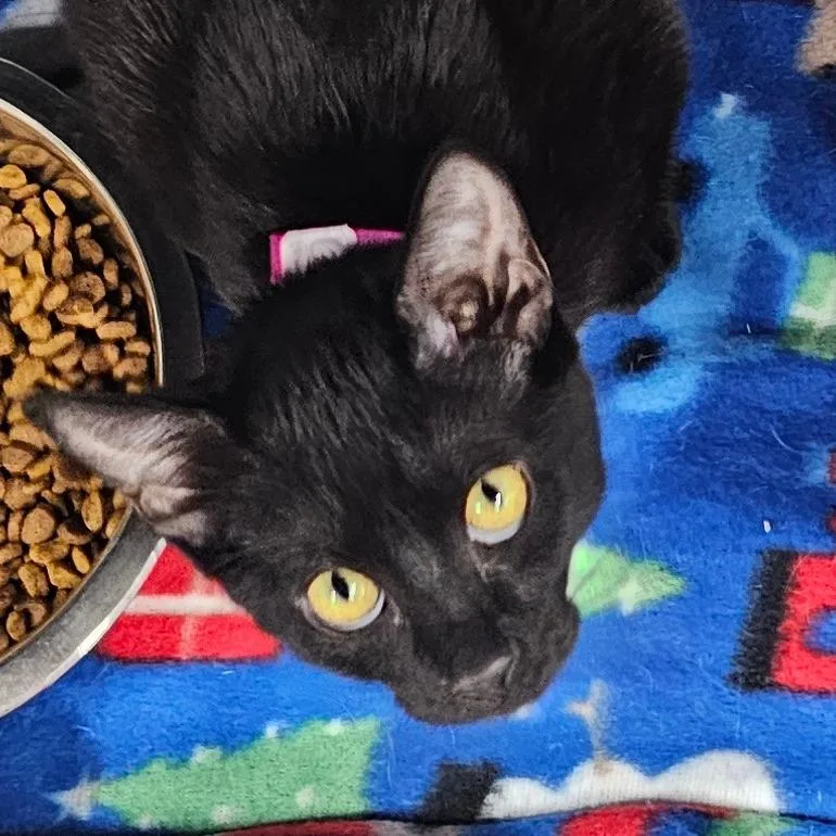 A baby small-sized female Black Domestic Short Hair cat named Roxie for adoption in Corydon, IN