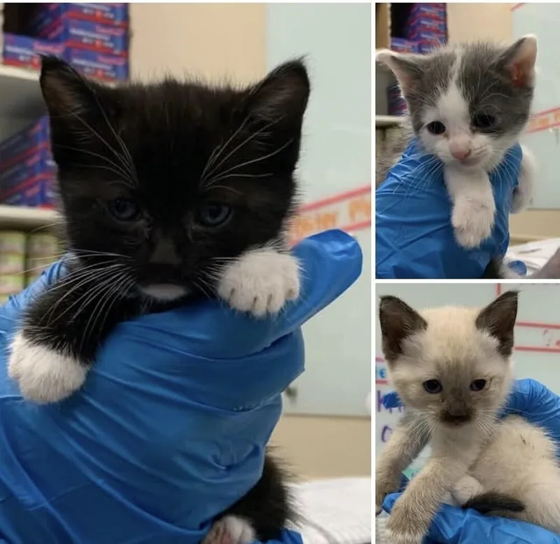 A baby small-sized female Black & White / Tuxedo Domestic Medium Hair cat named Tifa for adoption in Pacifica, CA