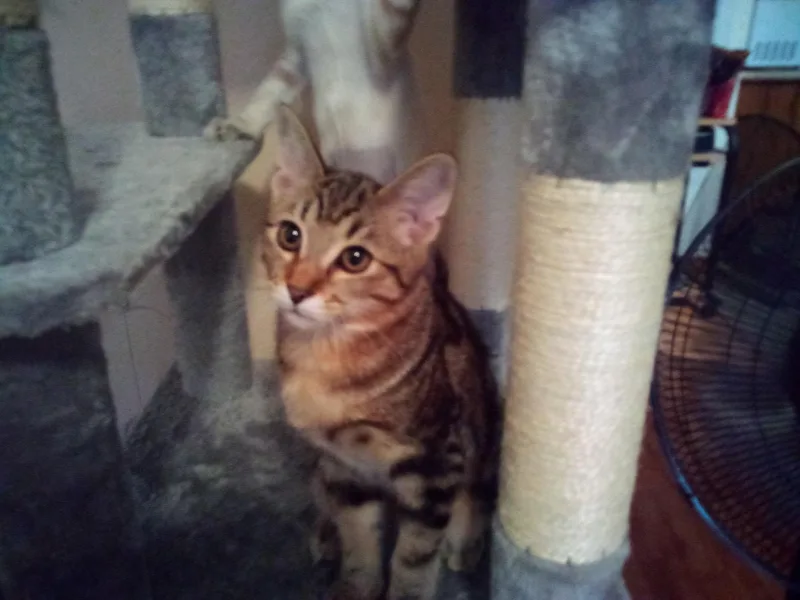 A baby medium-sized male Brown / Chocolate Domestic Short Hair cat named Turbulence for adoption in Las Vegas, NV