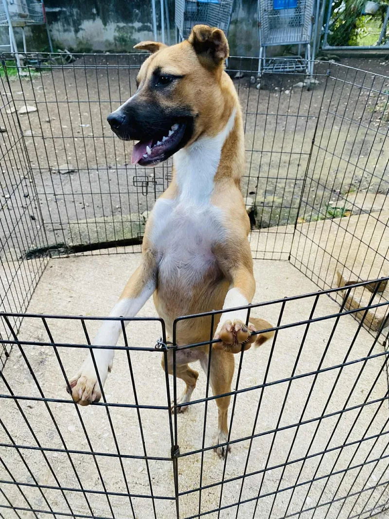 Snickerdoodle thumbnail 2