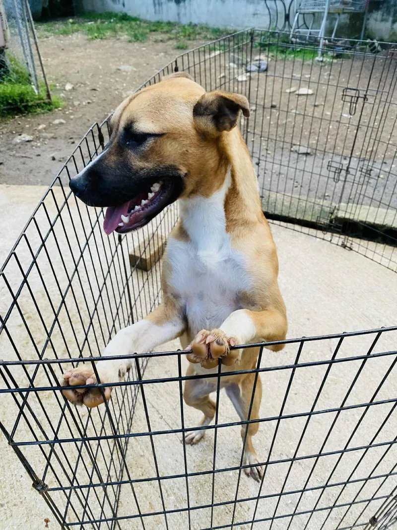 Snickerdoodle thumbnail 3