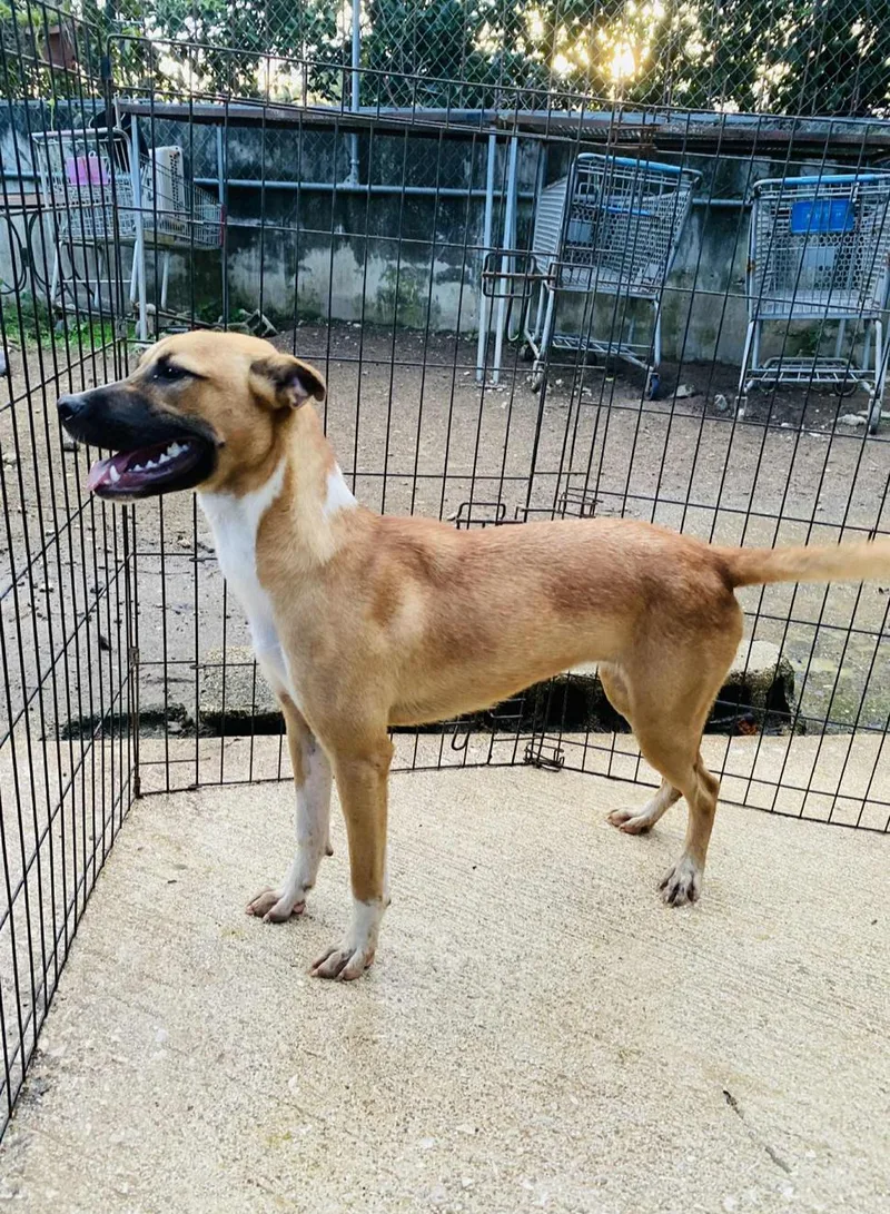 Snickerdoodle thumbnail 5