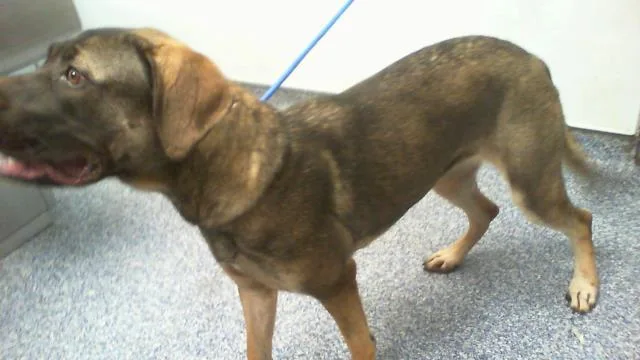 A young large-sized female German Shepherd Dog dog named A for adoption in Charlotte, NC