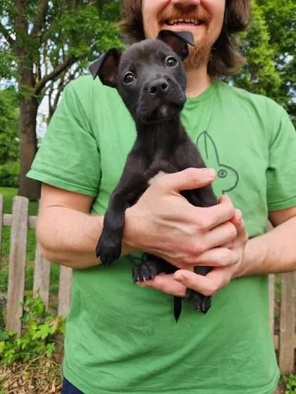A baby small-sized female Black Pit Bull Terrier dog named Betty Davis for adoption in Kansas City, MO