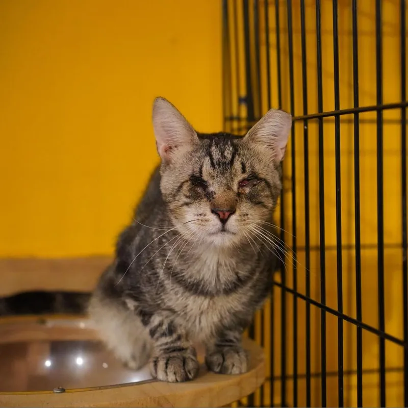 An adult medium-sized male Buff / Tan / Fawn Domestic Short Hair cat named Geordi La Forge for adoption in Howard beach, NY