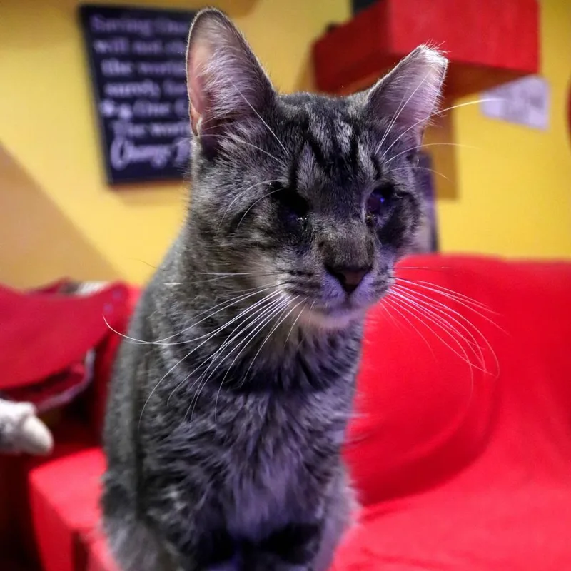 Geordi La Forge thumbnail 3