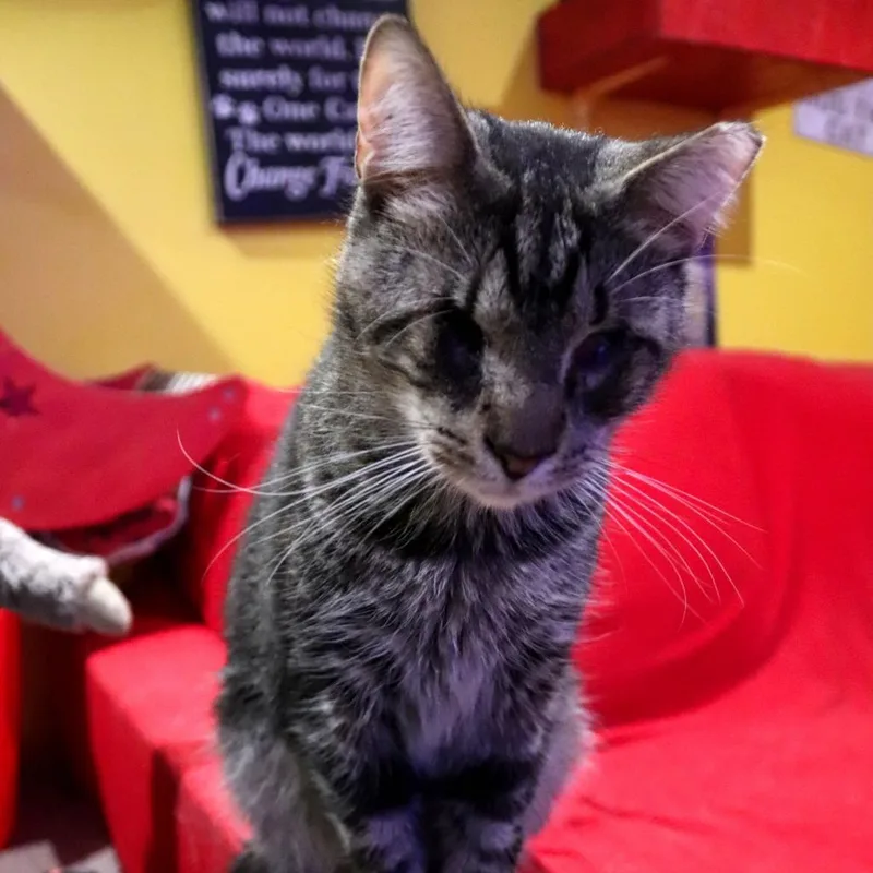 Geordi La Forge thumbnail 4