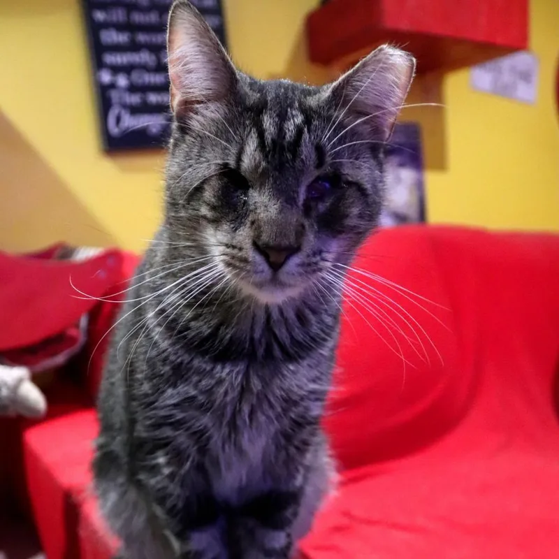 Geordi La Forge thumbnail 6