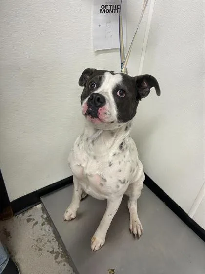 An adult large-sized female Mixed Breed dog named Star for adoption in West Chester, PA