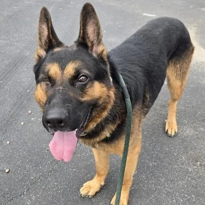 An adult large-sized male German Shepherd Dog dog named Zeus for adoption in Philadelphia, PA