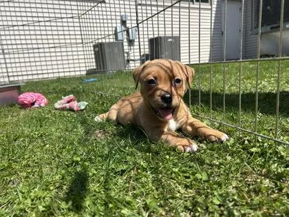 A baby small-sized female Mixed Breed dog named Lexus for adoption in Scotia, NY