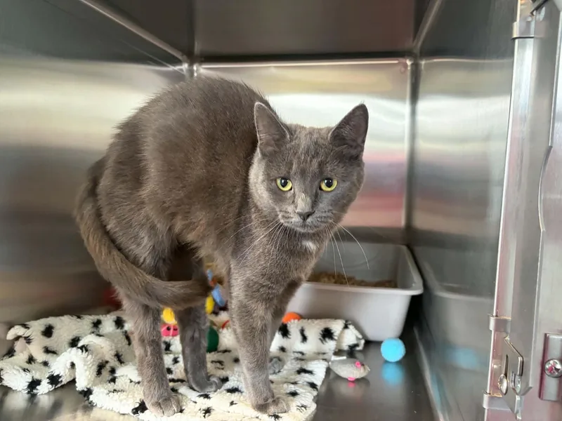 An adult medium-sized female Gray / Blue / Silver Domestic Short Hair cat named Pickle for adoption in Lincoln, MI