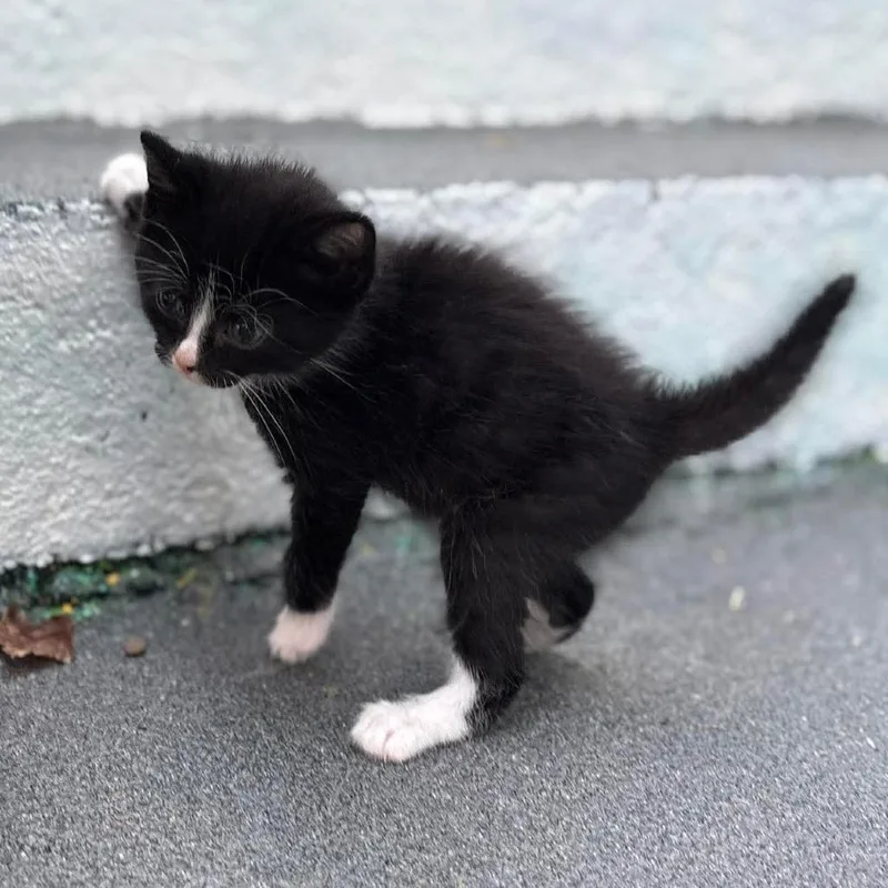 A baby small-sized male Black Domestic Short Hair cat named Meringue for adoption in Lexington, KY