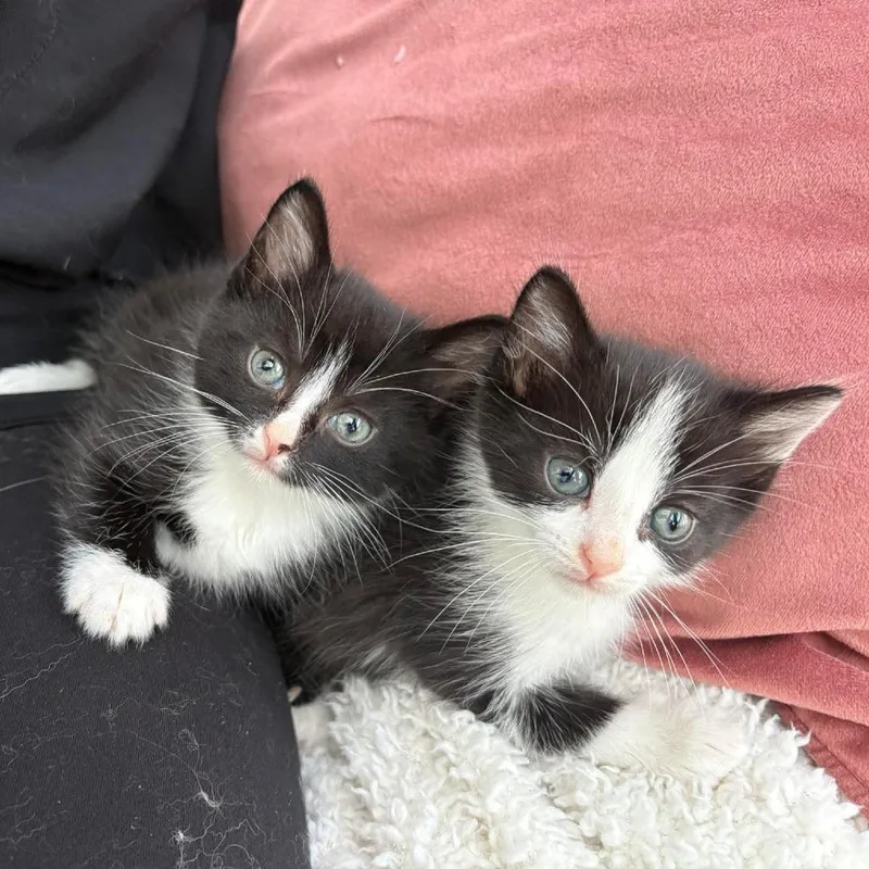 Meringue thumbnail 2