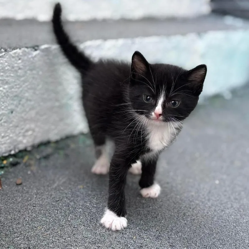 Meringue thumbnail 3