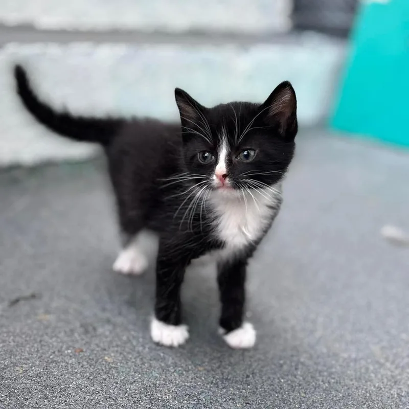 Meringue thumbnail 4