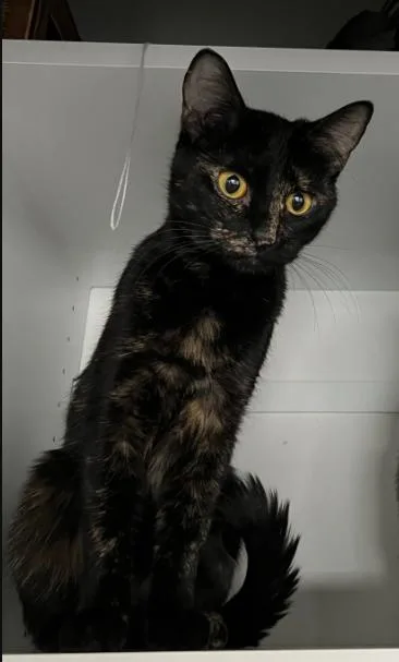 An adult large-sized female Calico Tortoiseshell cat named Coffee for adoption in Fruit Heights, UT