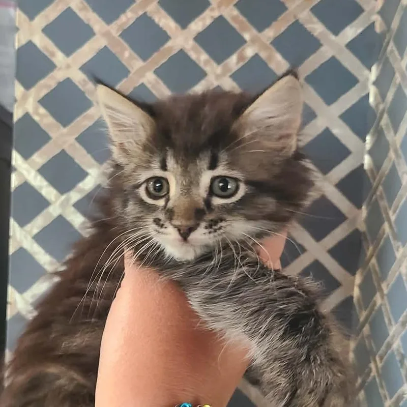 A baby small-sized female Brown / Chocolate Domestic Long Hair cat named Adeline for adoption in Hemet, CA