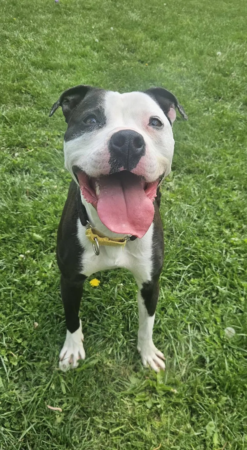 An adult large-sized female Pit Bull Terrier dog named Chimichonga for adoption in New Castle, PA