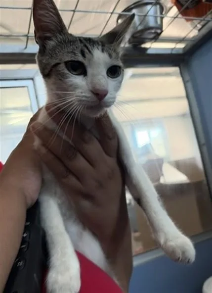A young small-sized female Domestic Short Hair cat named Cookie Ann for adoption in San Bernardino, CA