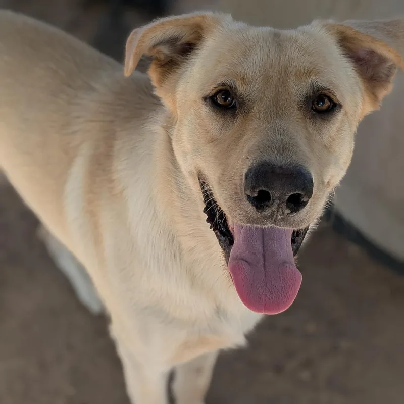 A young small-sized male Yellow / Tan / Blond / Fawn Labrador Retriever dog named Larry for adoption in Buchanan Dam, TX