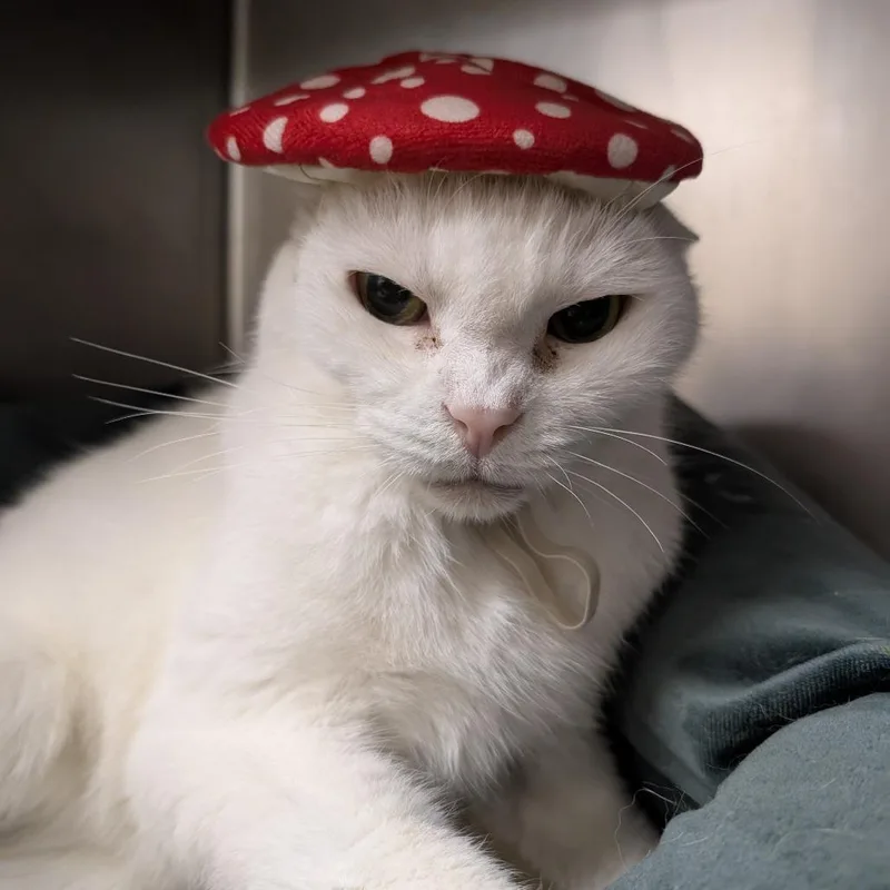 A senior medium-sized male White Domestic Short Hair cat named Sir Charles III for adoption in Titusville, FL