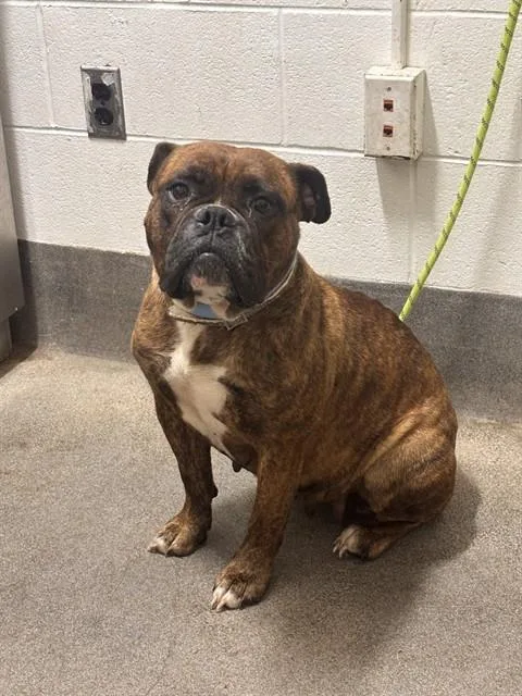 An adult large-sized female American Bulldog dog named Inez for adoption in Upper Marlboro, MD