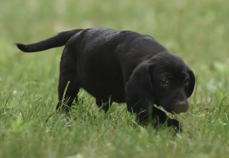 A baby medium-sized male Shepherd dog named Wyatt for adoption in Mechanicsburg, PA