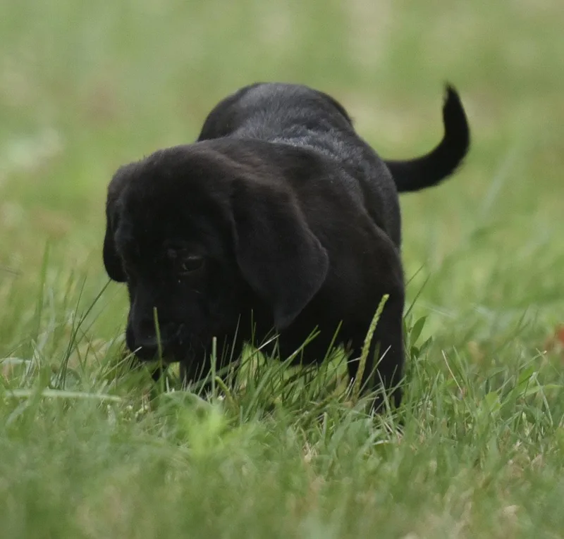Wyatt thumbnail 2