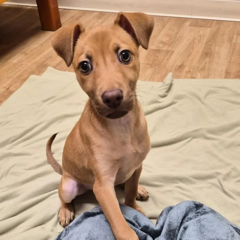 A baby small-sized female Yellow / Tan / Blond / Fawn Mixed Breed dog named Tandy for adoption in Woodstock, IL