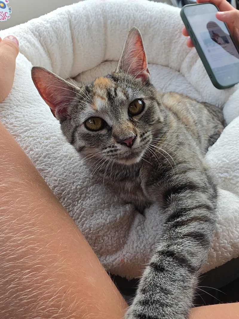 A baby medium-sized female Torbie Domestic Short Hair cat named Elsie for adoption in Medfield, MA