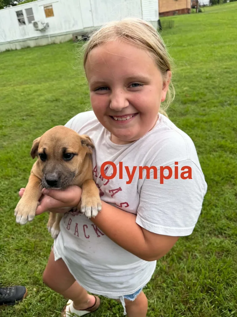 A baby large-sized female Apricot / Beige Labrador Retriever dog named Olympia for adoption in Whiting, NJ