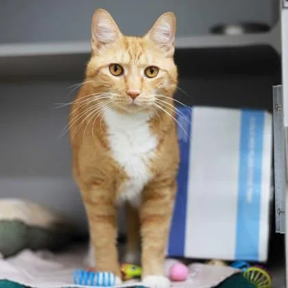 An adult small-sized male Orange / Red Manx cat named Jj for adoption in Atlanta, GA
