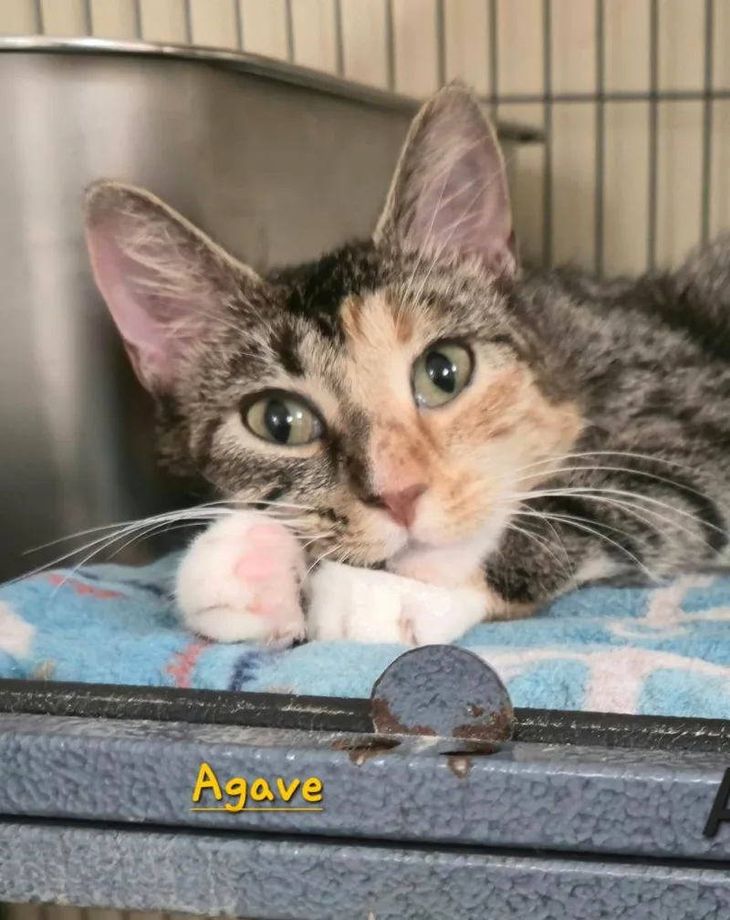 A young medium-sized female Domestic Short Hair cat named Agave for adoption in Cedar Rapids, IA