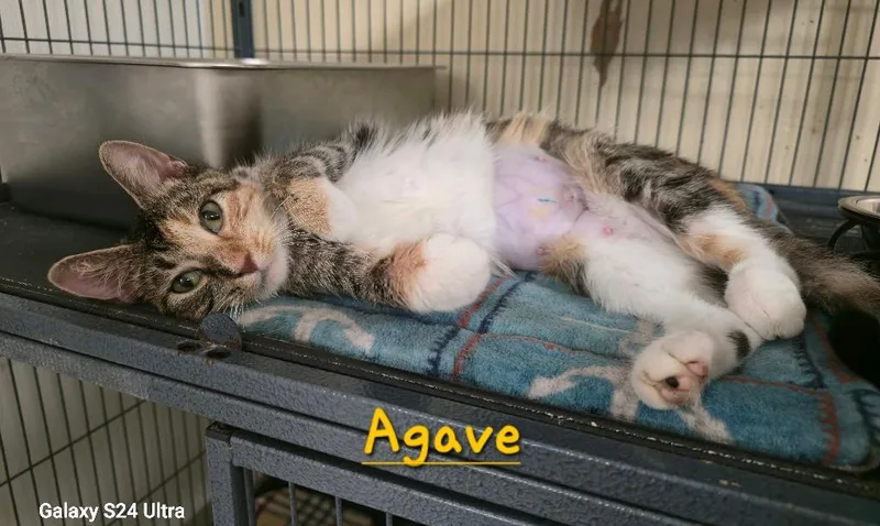 Agave thumbnail 3