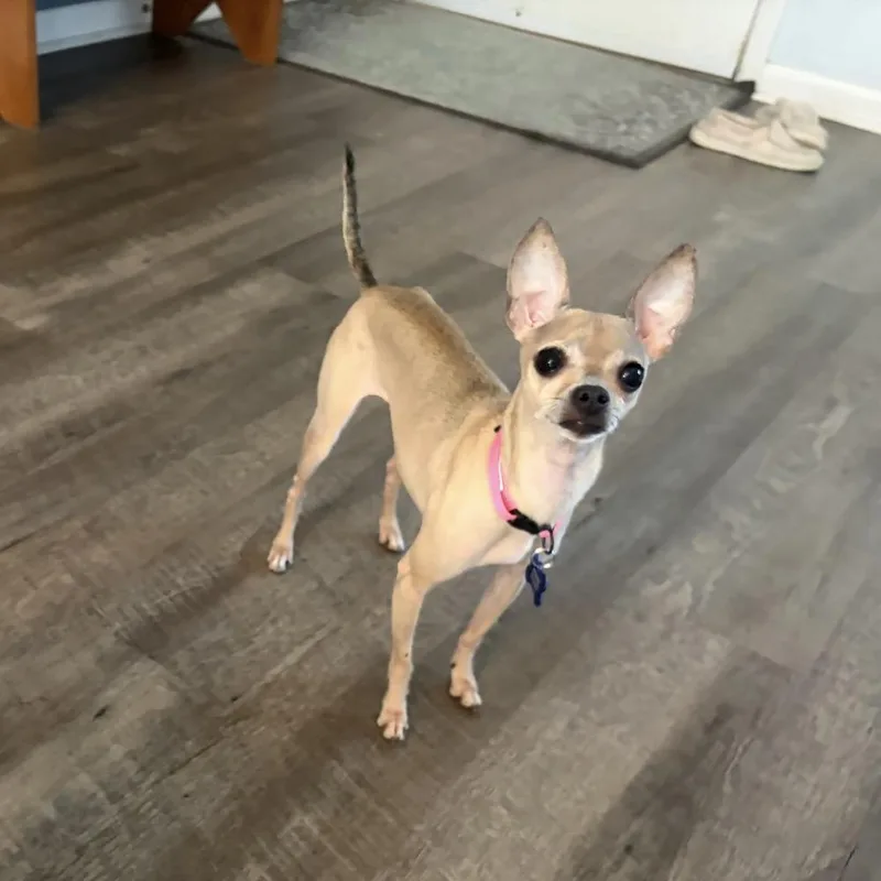 An adult small-sized female Chihuahua dog named Sheila for adoption in Orlando, FL