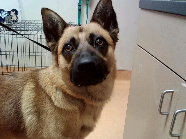An adult large-sized male German Shepherd Dog dog named Bruno for adoption in Martinez, CA
