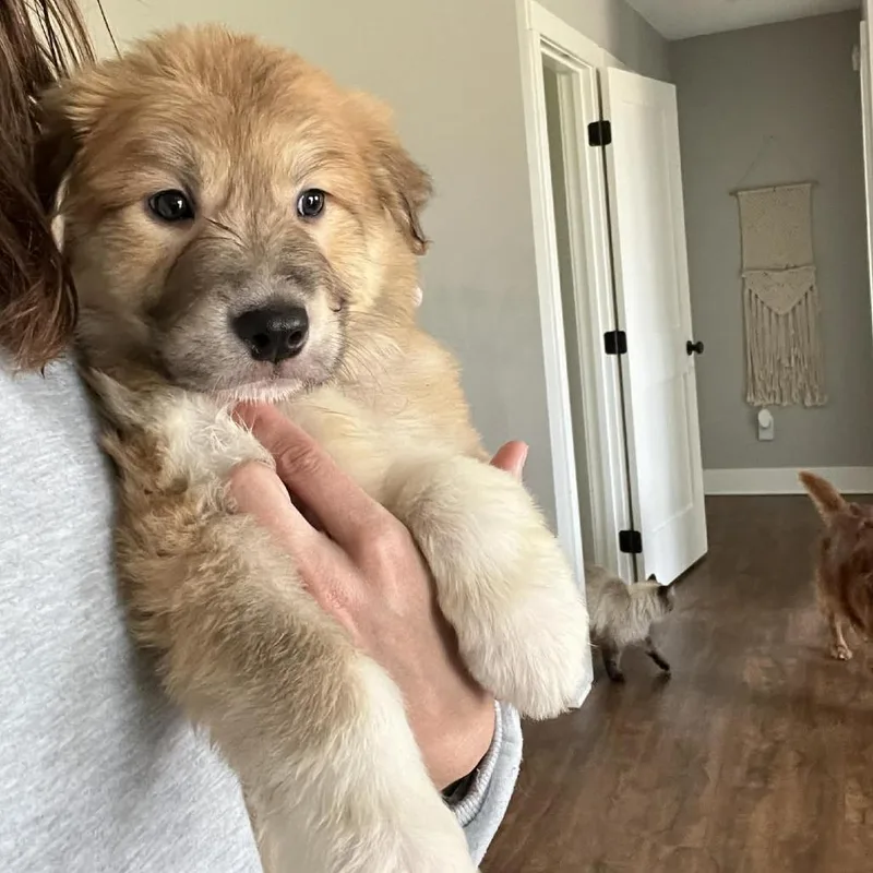 French Fry thumbnail 2