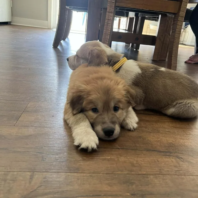 French Fry thumbnail 3