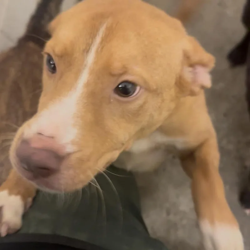 An adult medium-sized male Yellow / Tan / Blond / Fawn Labrador Retriever dog named Dakota for adoption in Dillon, SC
