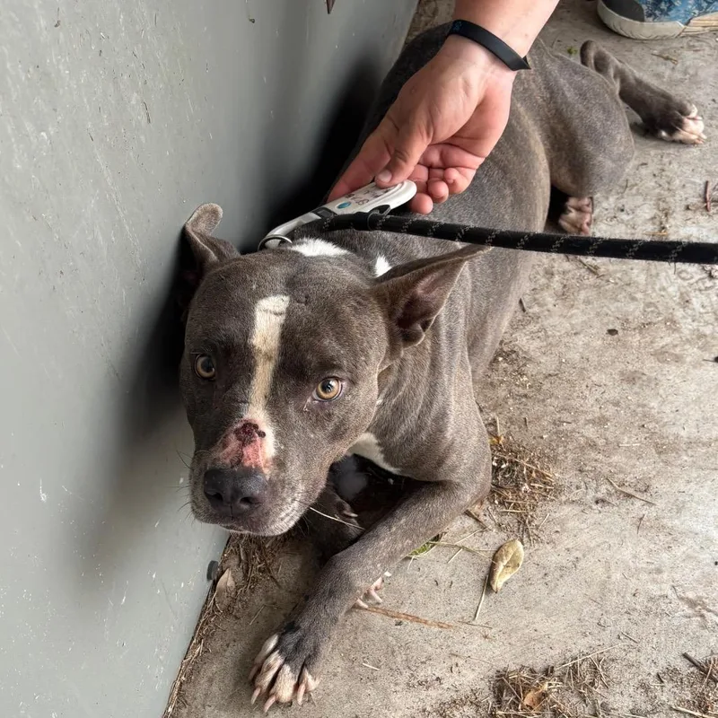 An adult medium-sized female Gray / Blue / Silver Mixed Breed dog named Leia for adoption in Lake Jackson, TX