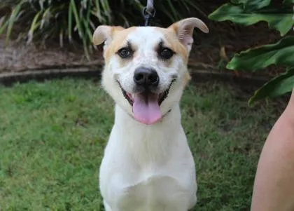 An adult medium-sized female Cattle Dog dog named Lilly for adoption in Brunswick, GA
