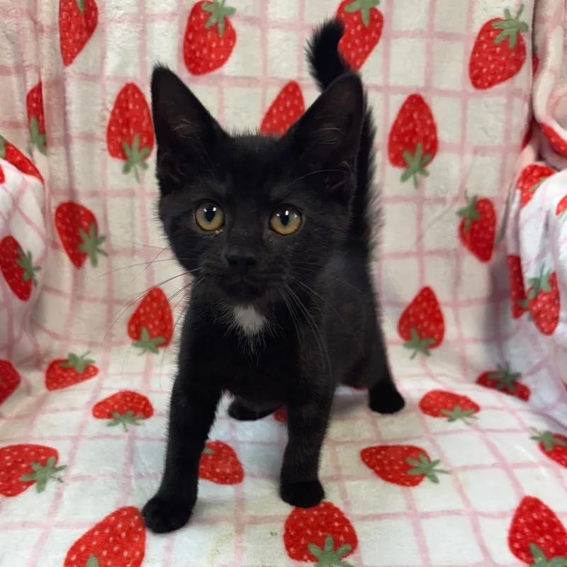 A baby small-sized male Black Domestic Short Hair cat named Pop for adoption in Kittanning, PA