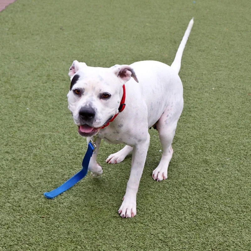 An adult medium-sized female Mixed Breed dog named Mama Mia for adoption in Port Washington, NY