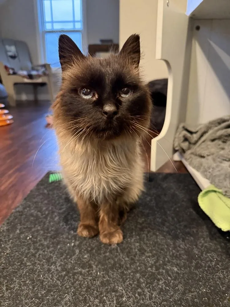 A senior medium-sized female Tabby (Brown / Chocolate) Domestic Short Hair cat named Lilac for adoption in Lansing, MI