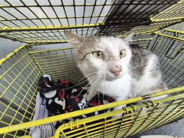 An adult small-sized male Domestic Short Hair cat named Cucumber for adoption in San Antonio, TX