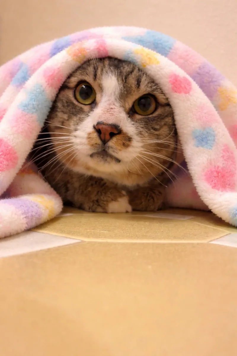 An adult medium-sized male Domestic Short Hair cat named Richie for adoption in Rochester, NY